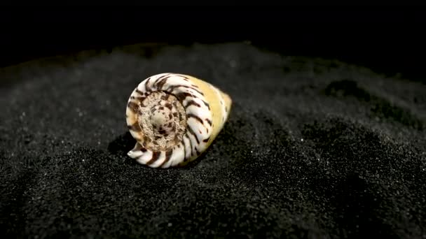 Conus Mustelinus Hermine Cône Coquille Sur Fond Sable Noir — Video