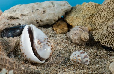 Kaplan Cowrie deniz kabuğu suyun altında. Deniz tabanında deniz kabuğu