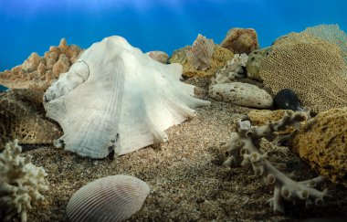 Beyaz kuzuların truncata deniz kabuğu su altında. Deniz tabanında deniz kabuğu