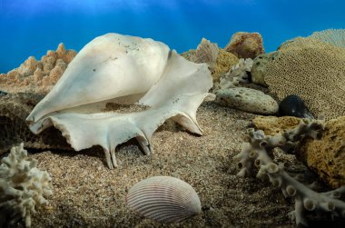 Beyaz kuzuların truncata deniz kabuğu su altında. Deniz tabanında deniz kabuğu