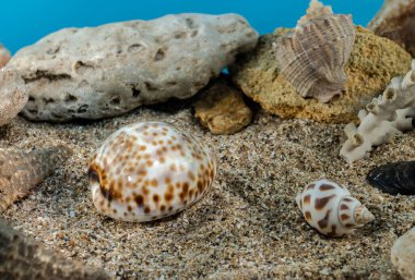 Kaplan Cowrie deniz kabuğu suyun altında. Deniz tabanında deniz kabuğu