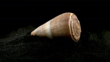 Siyah kum arkaplan 4K üzerinde Conus Figulinus kabuğu