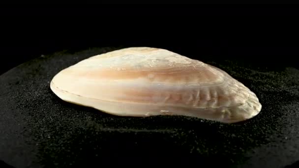 Sea Pearl Austernschale Auf Schwarzem Sand Hintergrund — Stockvideo