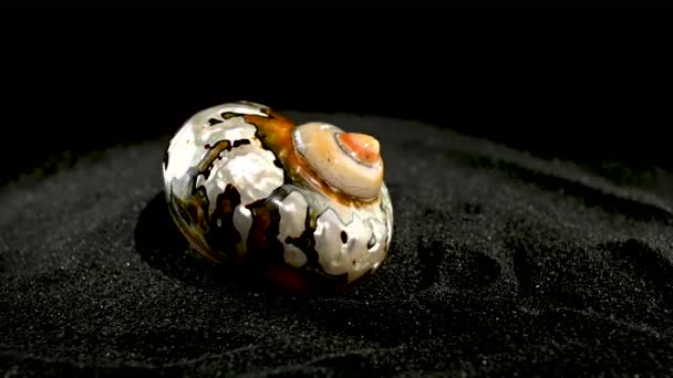 Перламутровая Раковина Тюрбана Turbo Sarmaticus Южной Африке Фоне Черного Песка — стоковое видео