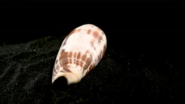 Conus Geographus Shell Fekete Homok Háttér — Stock videók