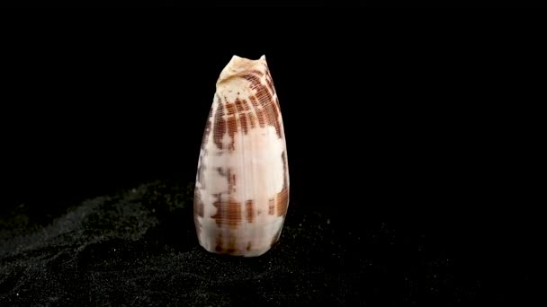 Conus Geographus Shell Auf Schwarzem Sandhintergrund — Stockvideo