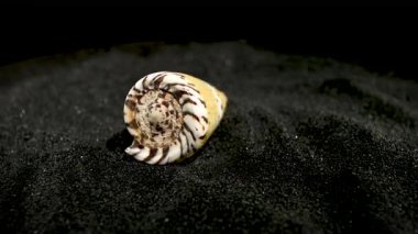 Conus mustelinus ermine cone shell on a black sand background HD