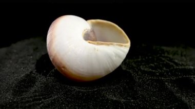 Ryssota ovum deniz kabuğunu yakın plan siyah kum arka plan HD