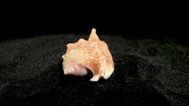 Strombidae Seastar Shell Fekete Homok Háttér — Stock videók