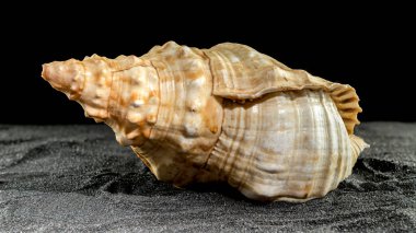 Big Pleuroploca trapezium or trapezium horse conch sea shell on a black sand background clipart