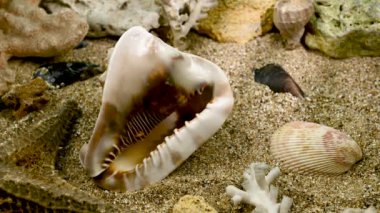 Cassis Cornuta deniz kabuğu ya da boynuzlu miğfer. Deniz tabanındaki kabuk 4K görüntüsü