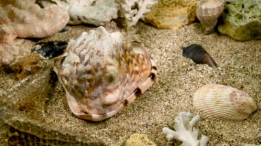 Cassis Cornuta deniz kabuğu ya da boynuzlu miğfer. Deniz tabanındaki kabuk 4K görüntüsü