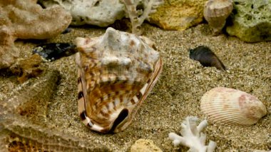 Cassis Cornuta deniz kabuğu ya da boynuzlu miğfer. Deniz tabanındaki kabuk 4K görüntüsü
