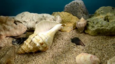Pleuroploca trapezium deniz kabuğu suyun altında. Deniz tabanındaki kabuk 4K görüntüsü