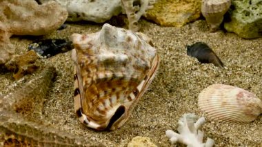 Cassis Cornuta deniz kabuğu ya da boynuzlu miğfer. Deniz tabanı HD görüntülerinde kabuk