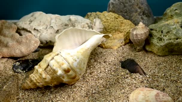 Pleuroploca Trapezium Schelp Onder Water Shell Zeebodem Beelden — Stockvideo