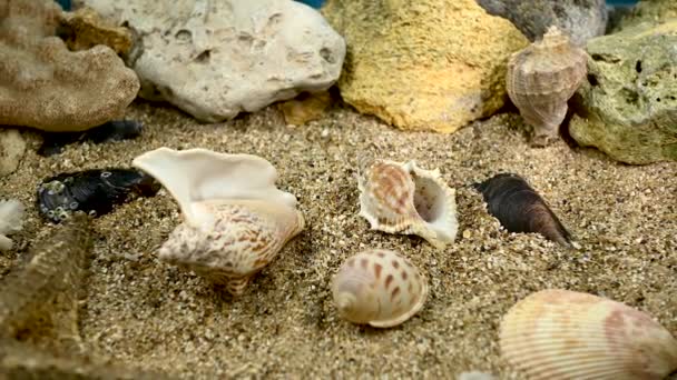 Seashells Pod Vodou Shell Mořském Dně Záběry — Stock video