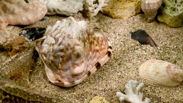 Cassis Cornuta Sea Shell Horned Helmet Underwater Shell Seabed Footage — Stock Video