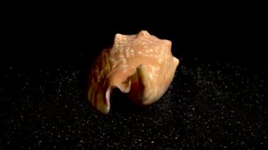 Strombidae seastar kabuğu siyah kumlu arka planda yakın plan HD