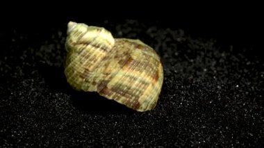 Türbinidae lunella undulata deniz kabuğu siyah kum arka planda yakın plan HD
