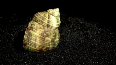 Türbinidae lunella undulata deniz kabuğu siyah kum arka planda yakın plan HD