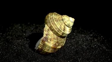 Türbinidae lunella undulata deniz kabuğu siyah kum arka planda yakın plan HD