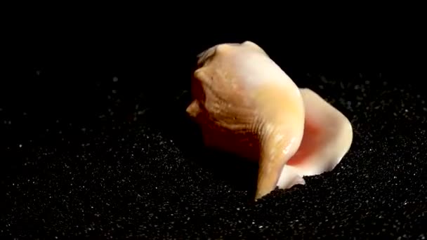 黑沙背景特写Hd上的海星壳 — 图库视频影像