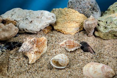 Several different seashells on a sand underwater clipart