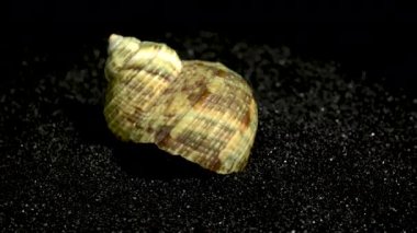 Türbinidae lunella undulata deniz kabuğu siyah kum arka planda yakın plan 4K