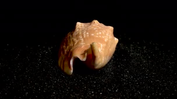 Strombidae Seestern Muschel Auf Schwarzem Sand Hintergrund Nahaufnahme — Stockvideo