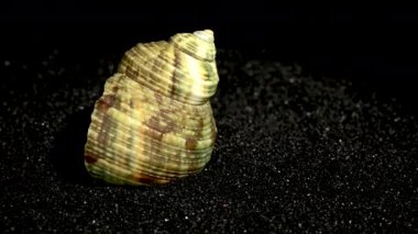 Türbinidae lunella undulata deniz kabuğu siyah kum arka planda yakın plan 4K