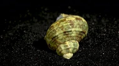 Türbinidae lunella undulata deniz kabuğu siyah kum arka planda yakın plan 4K