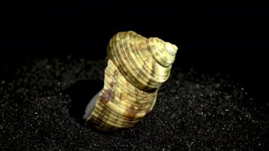 Türbinidae lunella undulata deniz kabuğu siyah kum arka planda yakın plan 4K