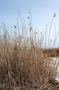 2024 'te Ukrayna' nın Odessa bölgesindeki Fontanka köyündeki vahşi bir sahilde bahar sabahı.