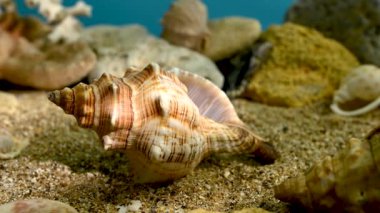 Pleuroploca trapezium veya Trapezium faşiyaryum deniz kabuğu su altında kum HD