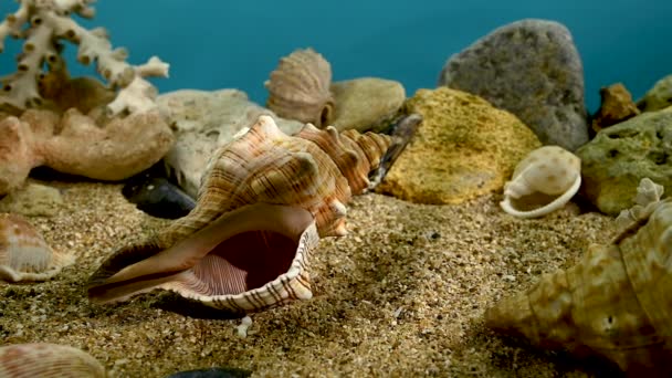 Pleuroploca Trapezium Trapezium Fascilarium Schelp Een Zand Onderwater — Stockvideo