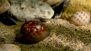 Mauritia Mauritiana su altında deniz kabuğu. Deniz tabanı HD görüntülerinde kabuk