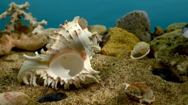 Beyaz Chicoreus Ramosus Murex deniz kabuğu su altında kum HD