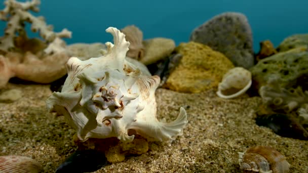 Hvit Chicoreus Ramosus Murex Seashell Sand Vann – stockvideo