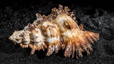 Hexaplex princeps sea snail shell on a black sand background close-up clipart
