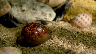 Mauritia Mauritiana su altında deniz kabuğu. Deniz tabanındaki kabuk 4K görüntüsü