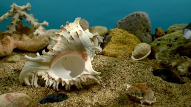 Beyaz Chicoreus Ramosus Murex su altında kum kabuğu 4K