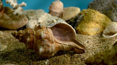 Pleuroploca trapezium veya Trapezium faşiyaryum su altında bir kum kabuğu 4K