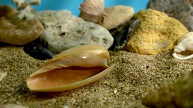 Turuncu zeytin salyangozu ya da kriptospira deniz kabuğu su altında bir kum 4K
