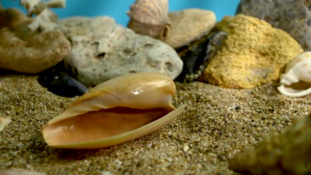 Laranja Ornate Caracol Azeitona Cryptospira Concha Uma Areia Subaquática — Vídeo de Stock