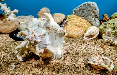 Beyaz Chicoreus Ramosus Murex, su altında kumdaki deniz kabuğu.