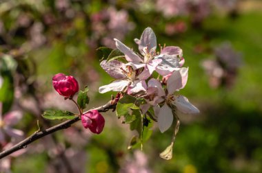 Odessa, Ukrayna. Güneşli bir günde Ukrayna 'daki Odessa botanik bahçesinde bahar çiçekleri ve bitkiler