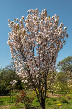 Odessa, Ukrayna. Güneşli bir günde Ukrayna 'daki Odessa botanik bahçesinde bahar çiçekleri ve bitkiler