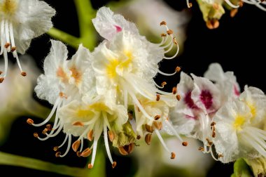Güzel beyaz at kestane ağacı çiçekleri siyah arka planda izole edilmiş. Çiçek başlıklı yakın plan..