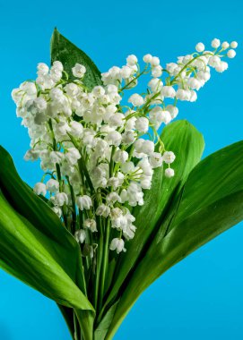 Vadi çiçeğinin güzel beyaz zambağı mavi bir arka planda izole edilmiş. Çiçek başlıklı yakın plan..